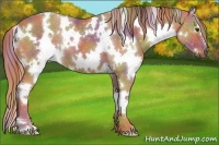 Horse Color:Nacre White Spotted Chestnut 