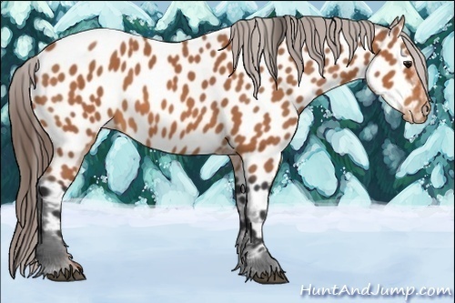 Horse Color:Bay Appaloosa