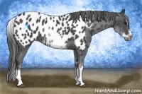 Horse Color:White Spotted Blue Roan Splash Frame Appaloosa 