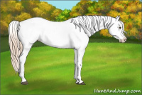 Horse Color:Chestnut Appaloosa 