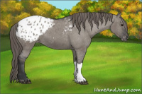 Horse Color:Grullo Varnish 