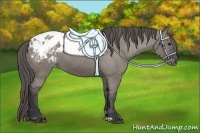 Horse Color:Grullo Appaloosa 