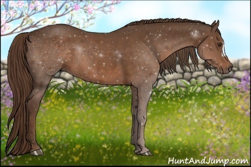 Horse Color:Liver Chestnut 