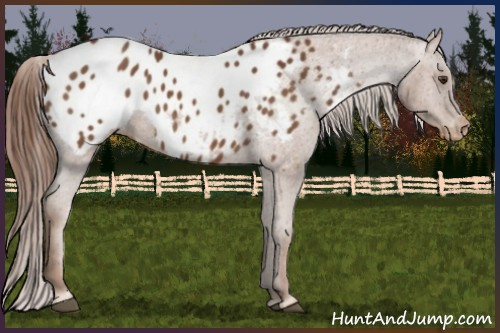 Horse Color:Chestnut Appaloosa 