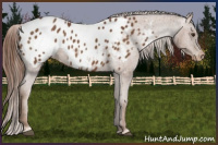 Horse Color:Chestnut Appaloosa 