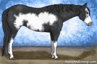 Horse Color:Black Splash Frame 