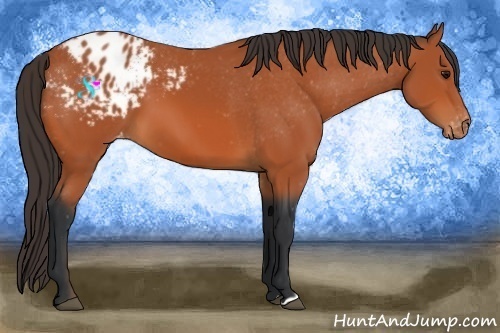 Horse Color:Bay Appaloosa