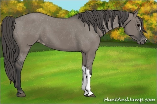 Horse Color:Grullo Varnish