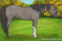 Horse Color:Grullo Appaloosa
