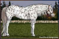 Horse Color:Grullo Appaloosa 