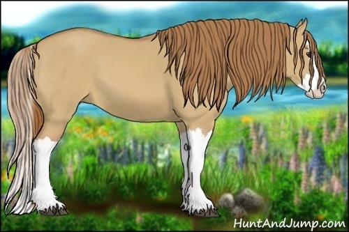 Horse Color:Red Dun Splash 