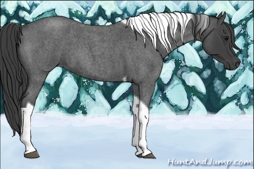 Horse Color:Smoky Blue Roan Tobiano 