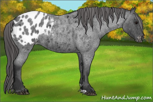 Horse Color:Blue Roan Appaloosa