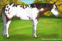 Horse Color:Bay Splash Frame Appaloosa 