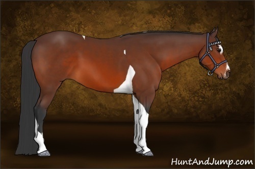Horse Color:Bay Sabino Tobiano 