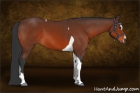 Horse Color:Bay Sabino Tobiano