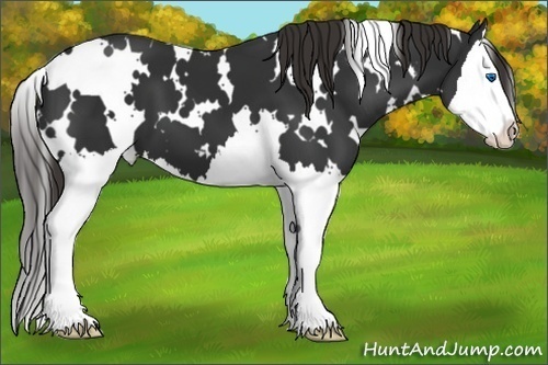 Horse Color:White Spotted Liver Chestnut Splash 