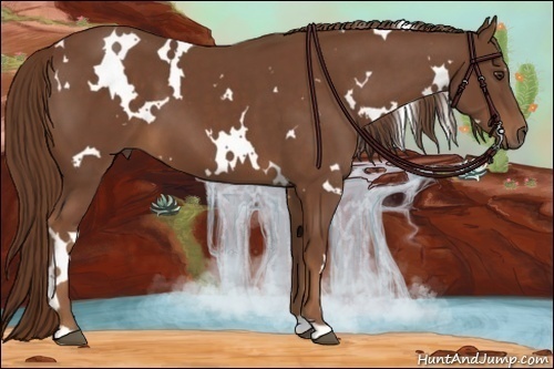 Horse Color:White Spotted Chestnut 