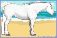 Horse Color:Cremello Appaloosa 