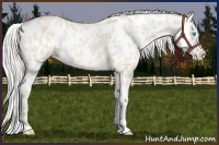 Horse Color:Cremello Near Leopard 