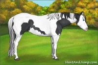 Horse Color:Black Splash Tobiano