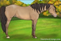 Horse Color:Amber Champagne Rabicano 