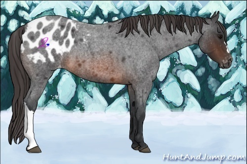 Horse Color:Brown Roan Appaloosa