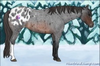 Horse Color:Brown Roan Appaloosa 