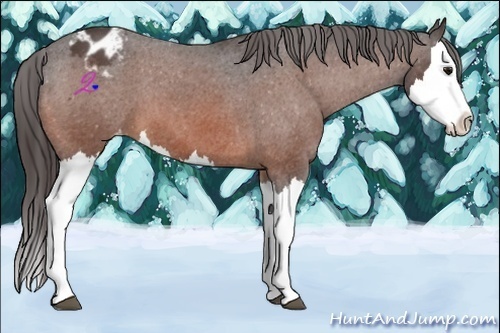 Horse Color:Bay Roan Splash Appaloosa