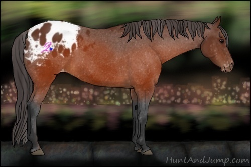 Horse Color:Brown Appaloosa