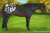 Horse Color:Brown Appaloosa