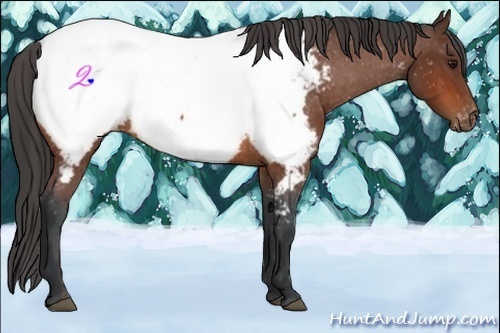 Horse Color:Bay Appaloosa Rabicano