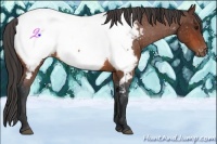 Horse Color:Bay Appaloosa Rabicano