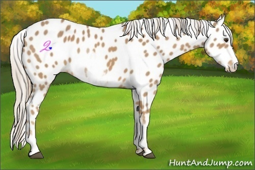Horse Color:White Spotted Palomino Appaloosa Rabicano 