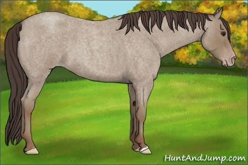 Horse Color:Classic Champagne Roan 