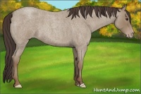 Horse Color:Classic Champagne Roan 