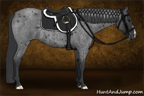 Horse Color:Blue Roan 