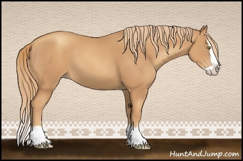 Horse Color:Gold Champagne Splash 