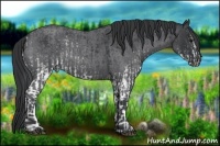 Horse Color:White Spotted Black Rabicano and Blue Roan Rabicano