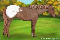 Horse Color:Chestnut Appaloosa