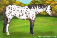 Horse Color:Bay Appaloosa