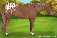 Horse Color:Chestnut Appaloosa 