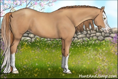 Horse Color:Gold Champagne Splash 