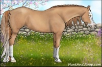 Horse Color:Gold Champagne Splash