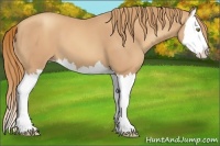 Horse Color:Gold Champagne Splash