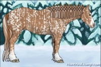 Horse Color:Palomino Appaloosa  and Chestnut Splash Frame 