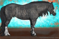 Horse Color:Blue Roan Rabicano  and Blue Roan Rabicano 
