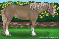 Horse Color:Chocolate Palomino 
