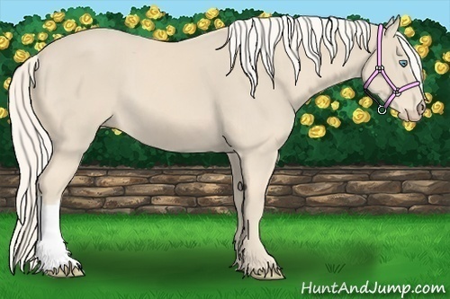 Horse Color:Cremello 