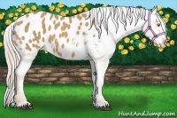 Horse Color:Palomino Appaloosa